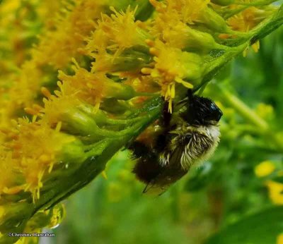 Very wet bumble bee