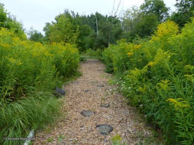 Butterfly meadow