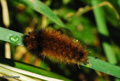 Woolly bear caterpillar (<em>Pyrrharctia isabella</em>), #8129