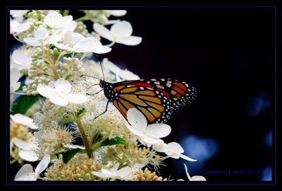 Monarch nectaring on hydrangea (close-up)