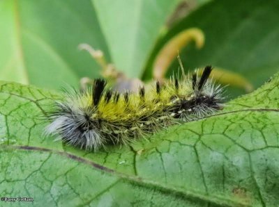 Spotted tussock moth caterpillar (<em>Lophocampa maculata</em>), #8214