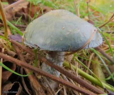 Blue-green stropharia (<em>Stropharia aeruginosa</em>)