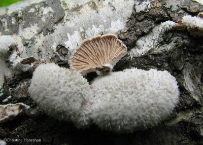 Split gill mushrooms (<em>Schizophyllum commune</em>)