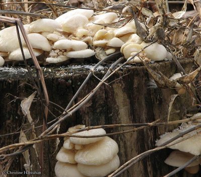 Oyster mushrooms?