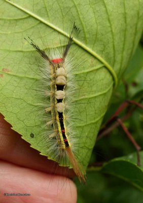 White-marked tussock caterpillar (Orygia leucostigma), #8316