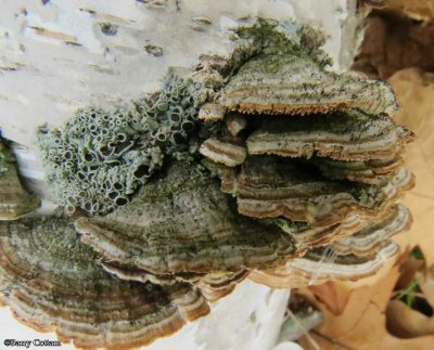 Polypores and lichen
