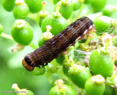Sallow Moth caterpillar (Eupsilia sp.)