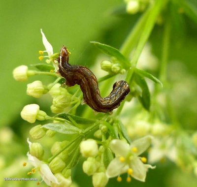 Sidus sallow caterpillar (Eupsilia sidus),  #9933.1
