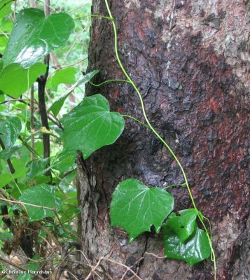 Moonseed vine (Menispermum canadense)