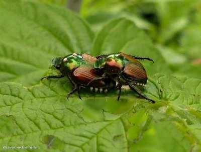 Japanese beetles   (Popillia japonica)