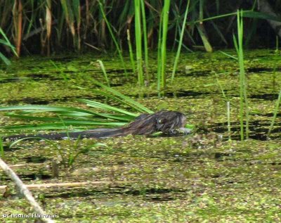 Muskrat with cattails