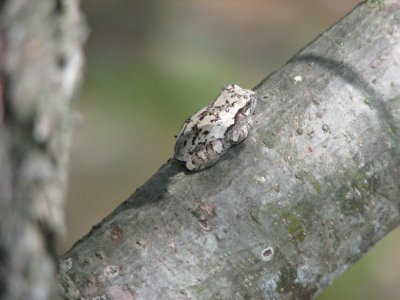 Gray Treefrog (Hyla versicolor)