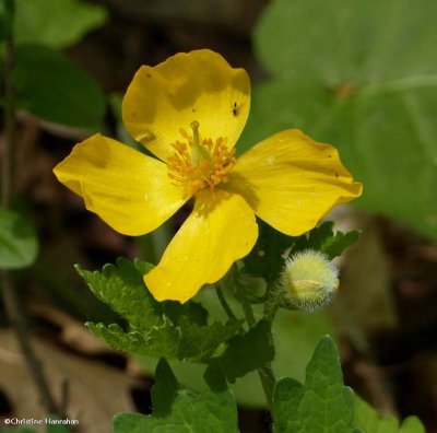 Wood poppy (<em> Stylophorum diphyllum</em>)