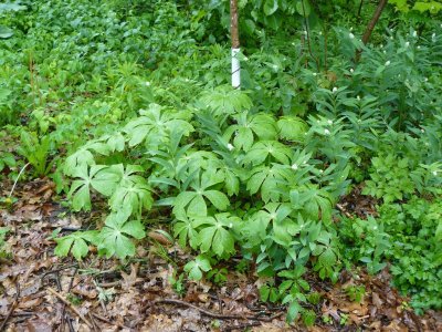Mayapple