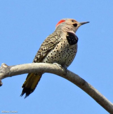 Northern flicker, male