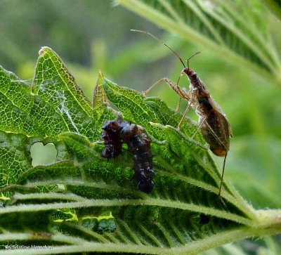 Damsel Bugs (Family: Nabidae)