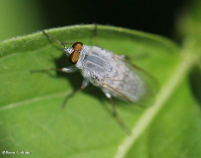 Stiletto Flies (Family: Therevidae)