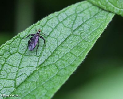 Dance fly (Rhamphomyia) sp.), female