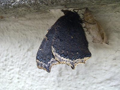 Mourning Cloak emerging from pupa