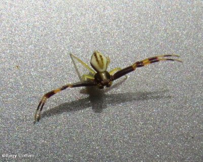 Crab spider, male (Misumena vatia)