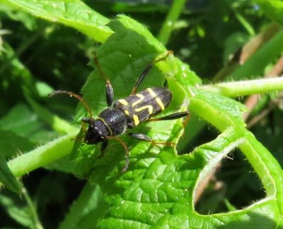 Longhorned beetle (Clytus ruricolor)