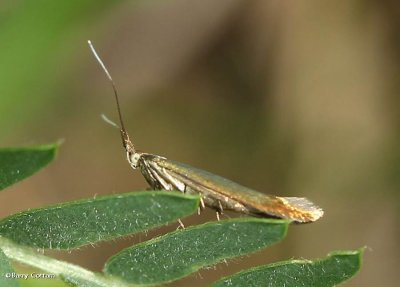 Casebearer moth
