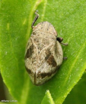 Spittlebug (Lepyronia coleoptrata)