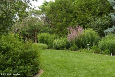 Backyard Garden of the Fletcher Wildlife Garden  July 2015