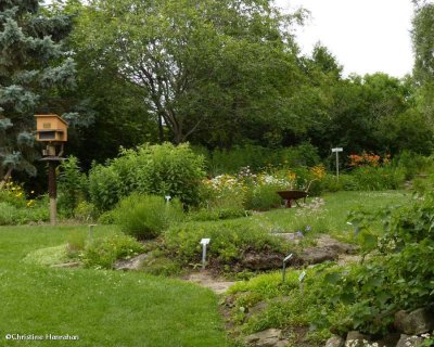 Backyard Garden of the Fletcher Wildlife Garden  July 2015