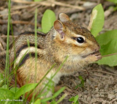 Chipmunk