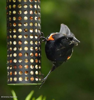 Red-winged blackbird, male