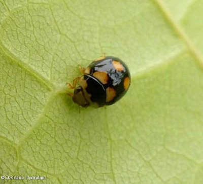 Lady beetle (Brachiacantha)