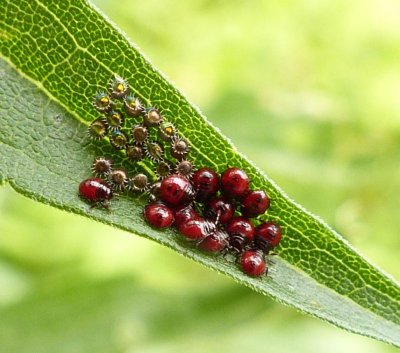 Predatory stinkbugs eggs and nymphs