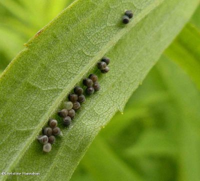 Stinkbug eggs (Pentatomidae)