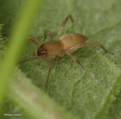 Sac spider (Clubionidae)