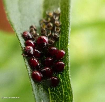 Predatory stinkbug nymphs