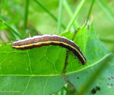 Striped garden caterpillar (Trichordestra legitima), #10304