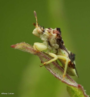 Ambush bug (Phymata)