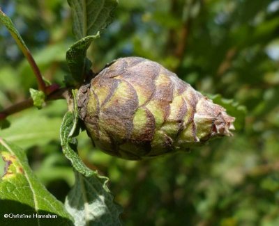 Willow cone gall