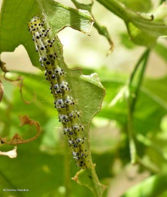 Moth caterpillar Hypena opulenta