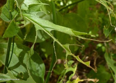 DSV leaves chewed by Hypena opulenta caterpillar