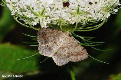 Faint-spotted angle moth (Digrammia ocellinata), #6836 moth