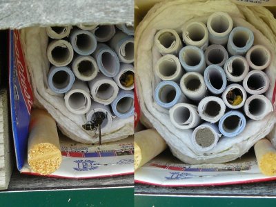 Mason Wasp
