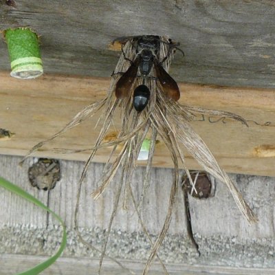 Isodontia mexicana