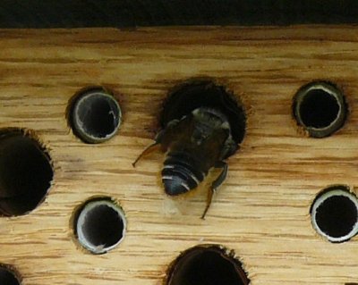Megachilid bee