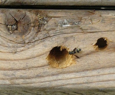 Parasitic wasp