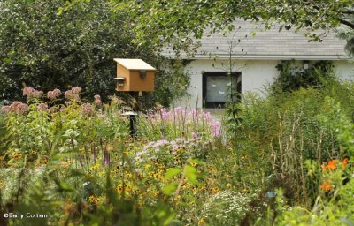 Backyard Garden of the Fletcher Wildlife Garden  Aug 2015