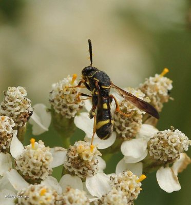 Parasitic wasp (Leucospis affinis), female