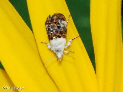 Metalmark moth (Caloreas leucobasis), #2641