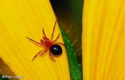 Splendid dwarf spider (Hypselistes florens)